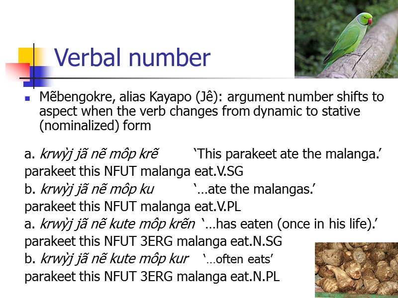27 Verbal number Mẽbengokre, alias Kayapo (Jê): argument number shifts to aspect when the